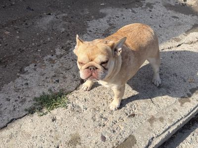 Merle French Bulldog female