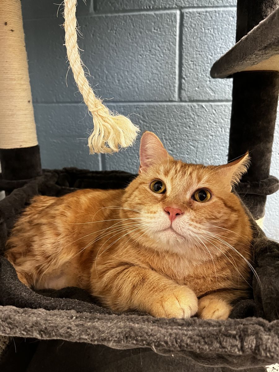 A164180, Goose is Available for Adoption