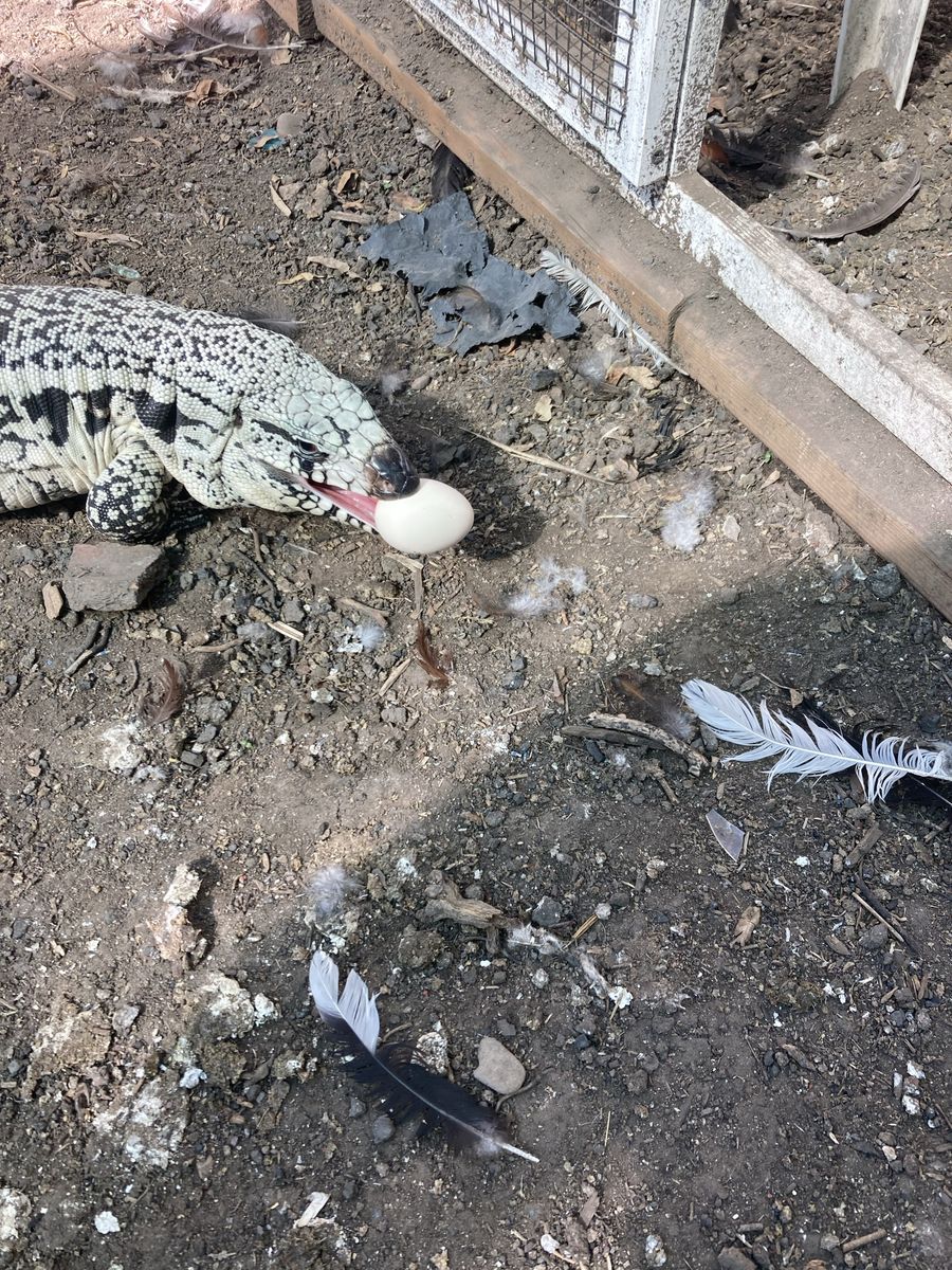 Ice blue tegu