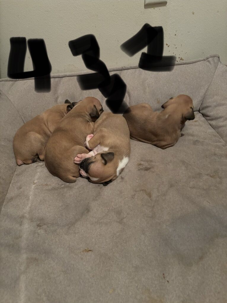 AKC Registered Boxer puppies