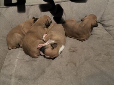AKC Registered Boxer puppies