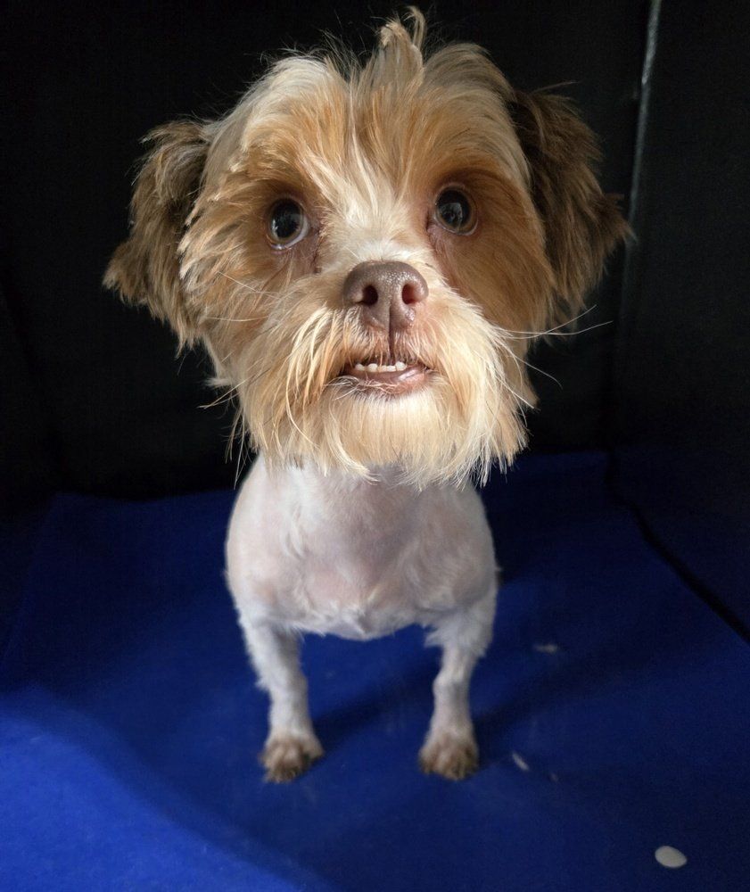 Tully the Shorkie