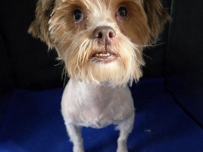 Tully the Shorkie