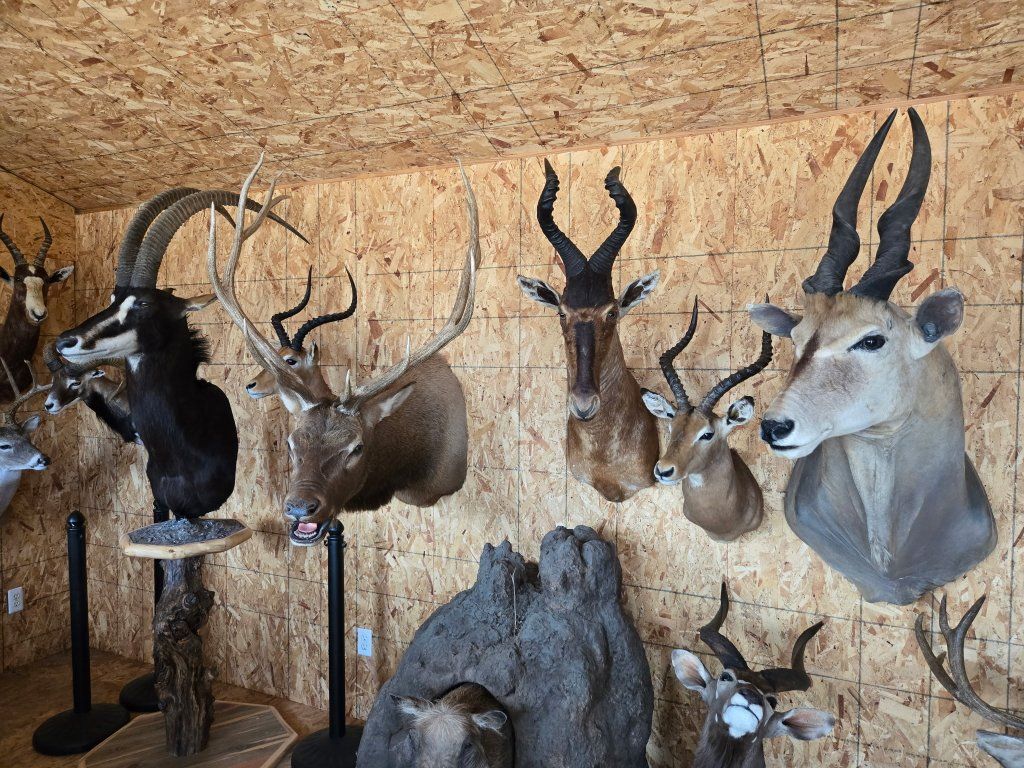 BRYCE WILDLIFE MUSEUM SALES Collection of Assorted Taxidermy Game Head Mounts - African, American, Exotic