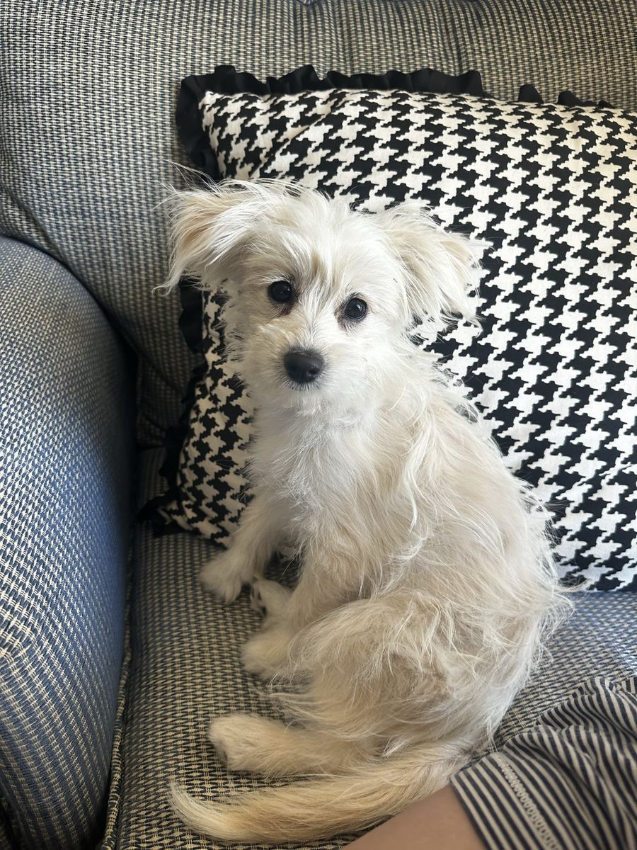 5 month Pompoo Girl