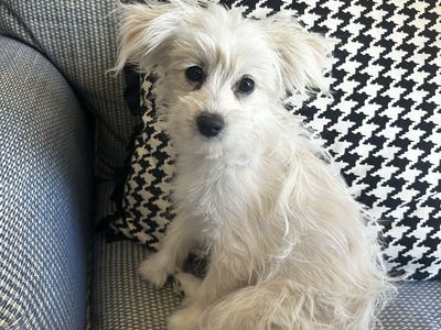 5 month Pompoo Girl