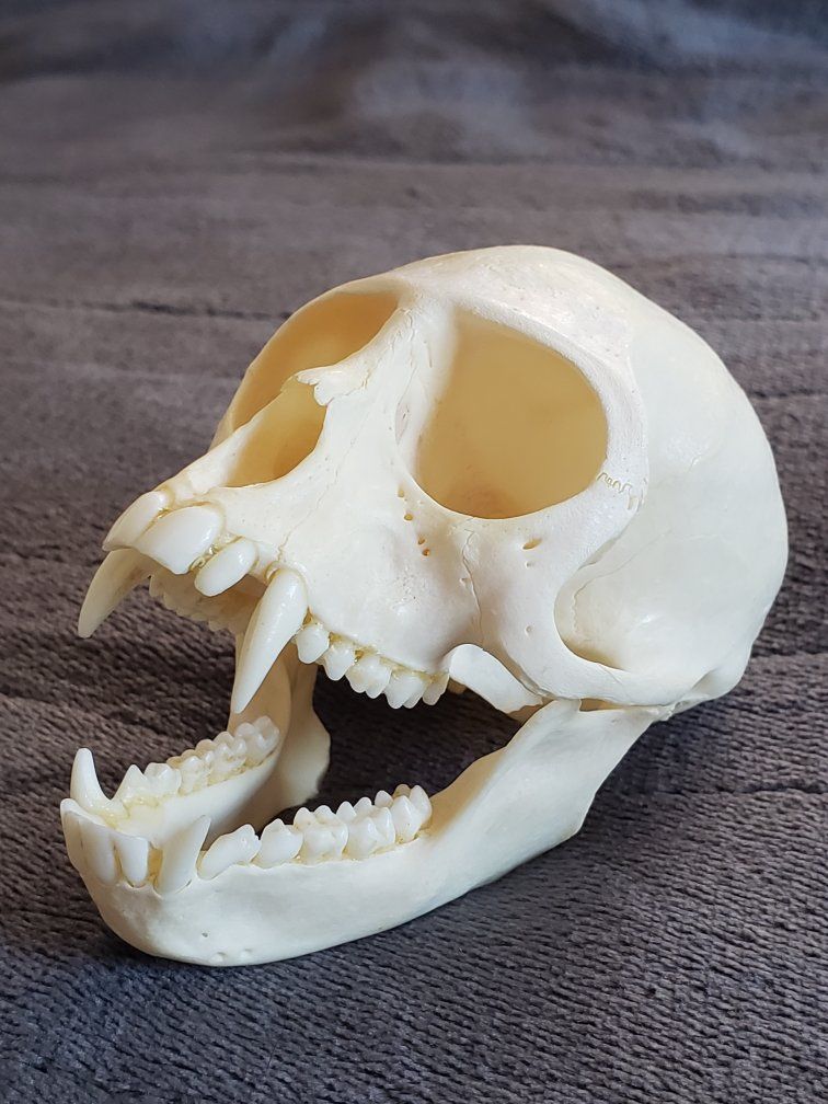 Real Vervet Monkey Skull