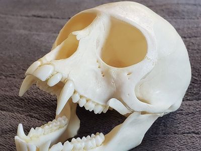 Real Vervet Monkey Skull