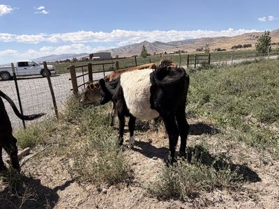 Breakaway calves