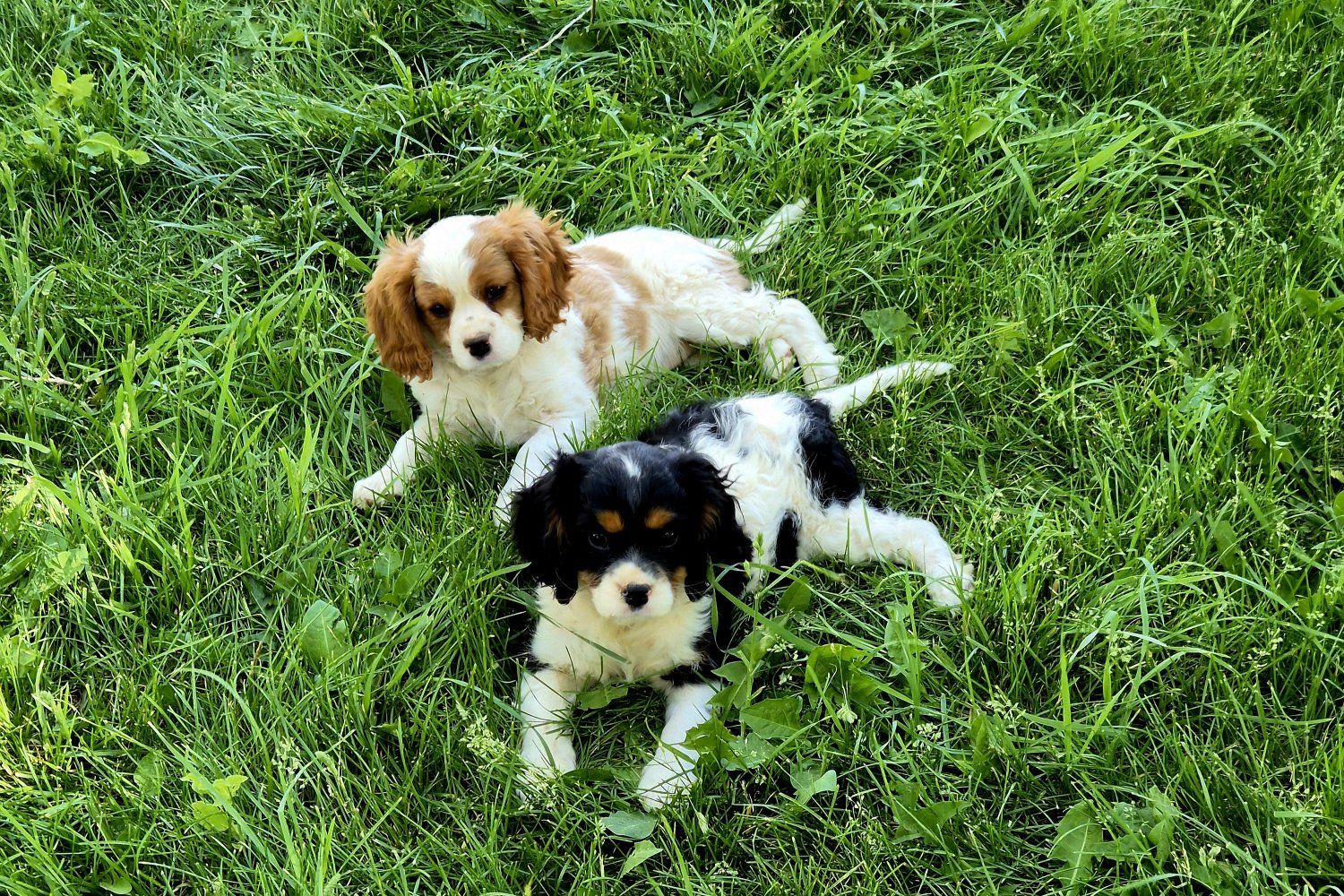 Cavalier King Charles Spaniel