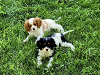 Cavalier King Charles Spaniel