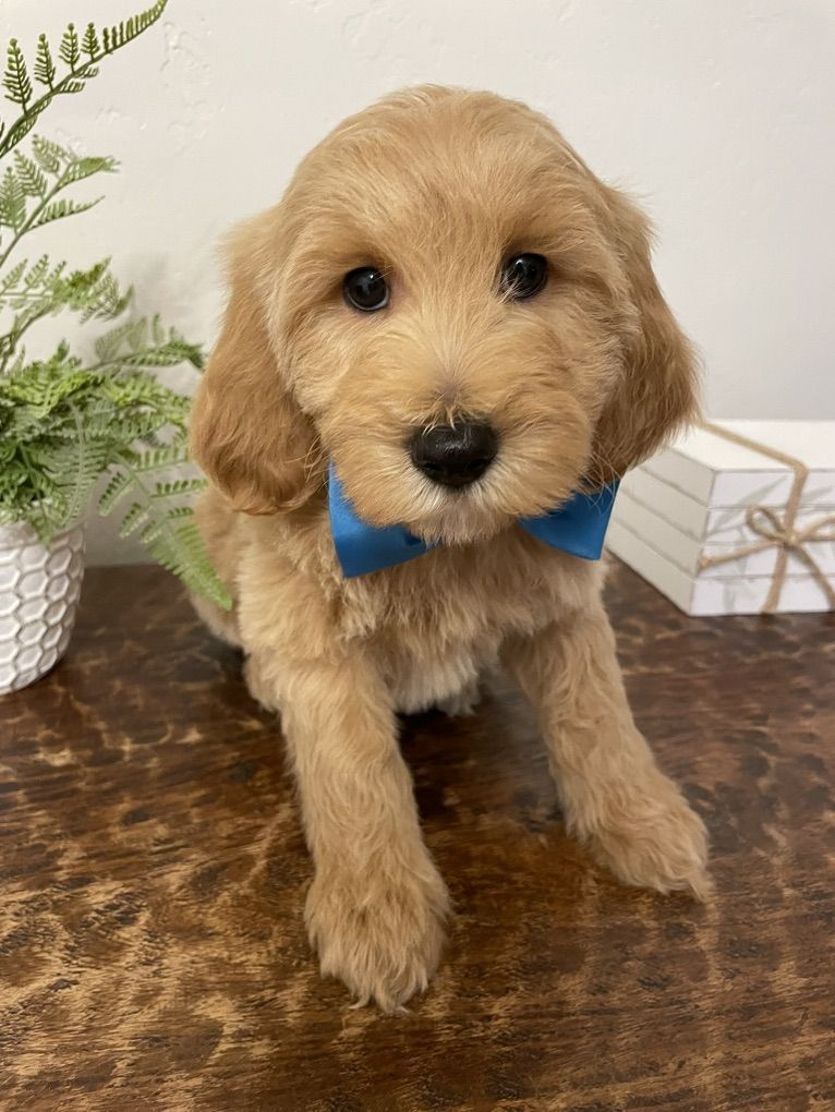 Stunning Mini Goldendoodle Boy, Ready Now