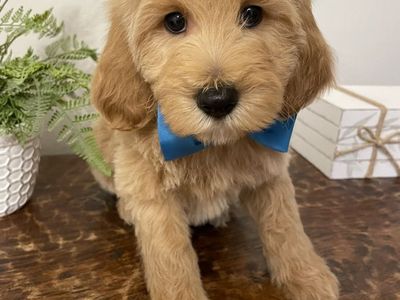 Stunning Mini Goldendoodle Boy, Ready Now