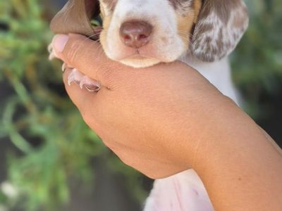 Dachshund Puppies