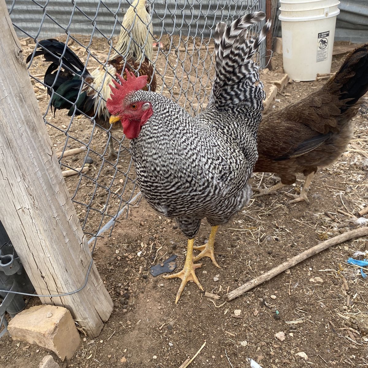 Ready To Bread Barred Rock And Araucana Roosters