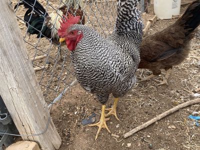 Ready To Bread Barred Rock And Araucana Roosters