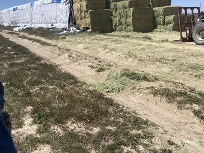 Cow Hay