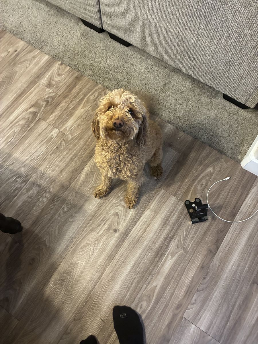 Goldendoodle (Daisy) For Sale!