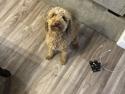 Goldendoodle (Daisy) For Sale!