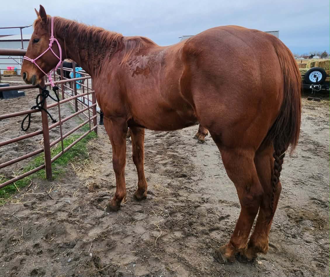 BARREL HORSE PROSPECT