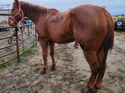 BARREL HORSE PROSPECT