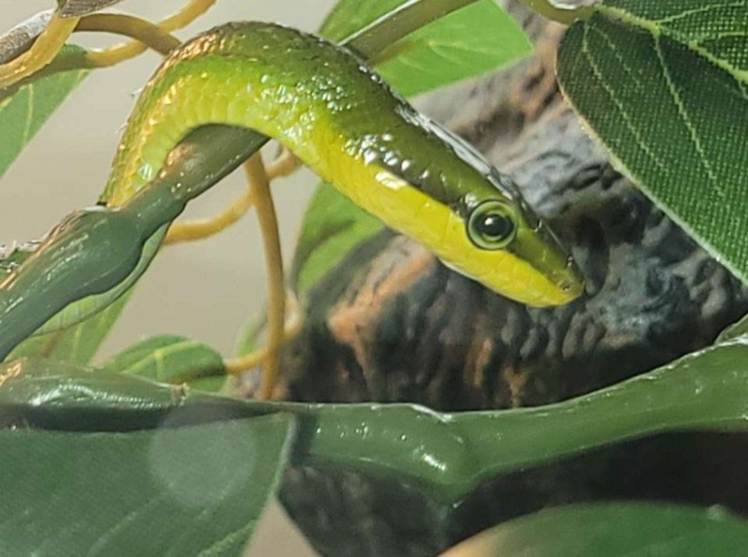 Beautiful Baby Red-Tailed Green Ratsnake
