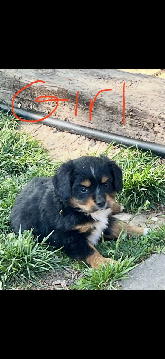 Mini Aussie/ King Charles Cavalier puppies