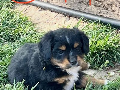 Mini Aussie/ King Charles Cavalier puppies