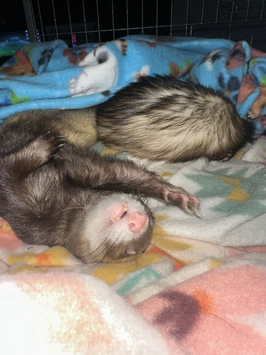 2 Ferrets With Cage And Supplies