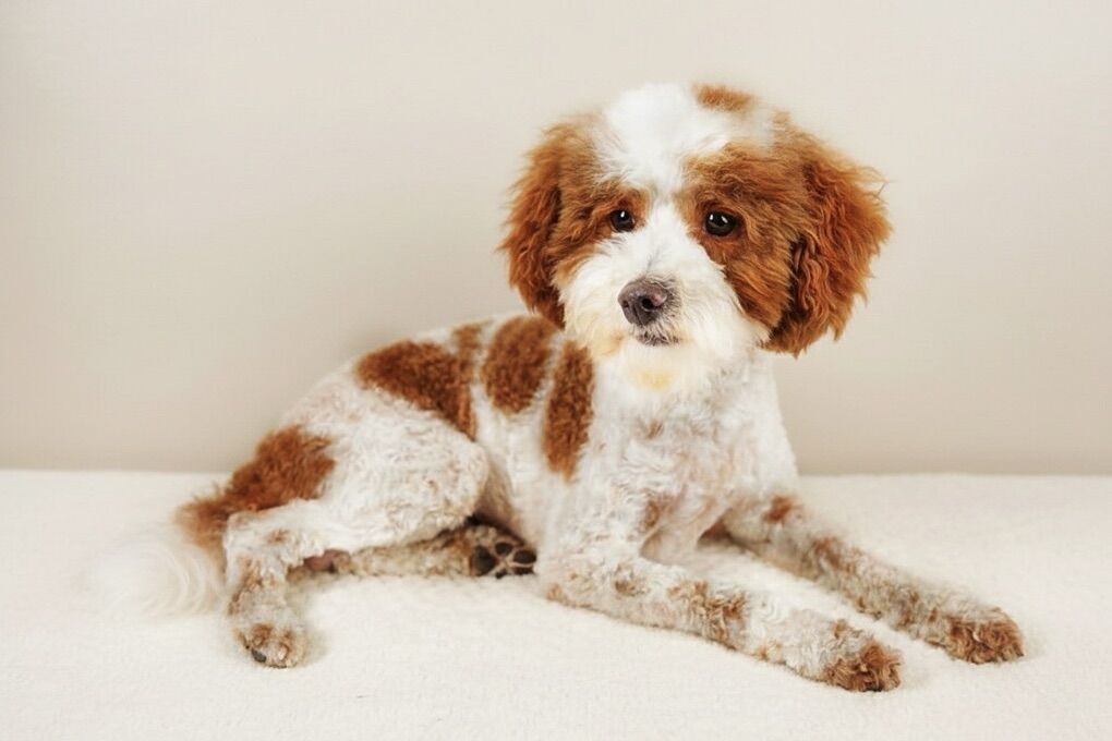 No CDDY! Red & White/Phantom Parti Toy Poodle Stud