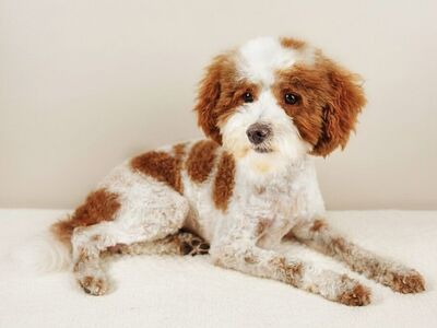 No CDDY! Red & White/Phantom Parti Toy Poodle Stud