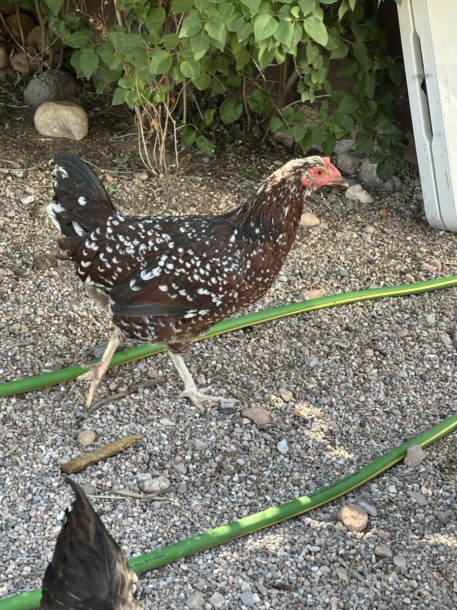 Variety Of Chook Breeds And Ages For Sale
