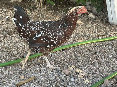 Variety Of Chook Breeds And Ages For Sale
