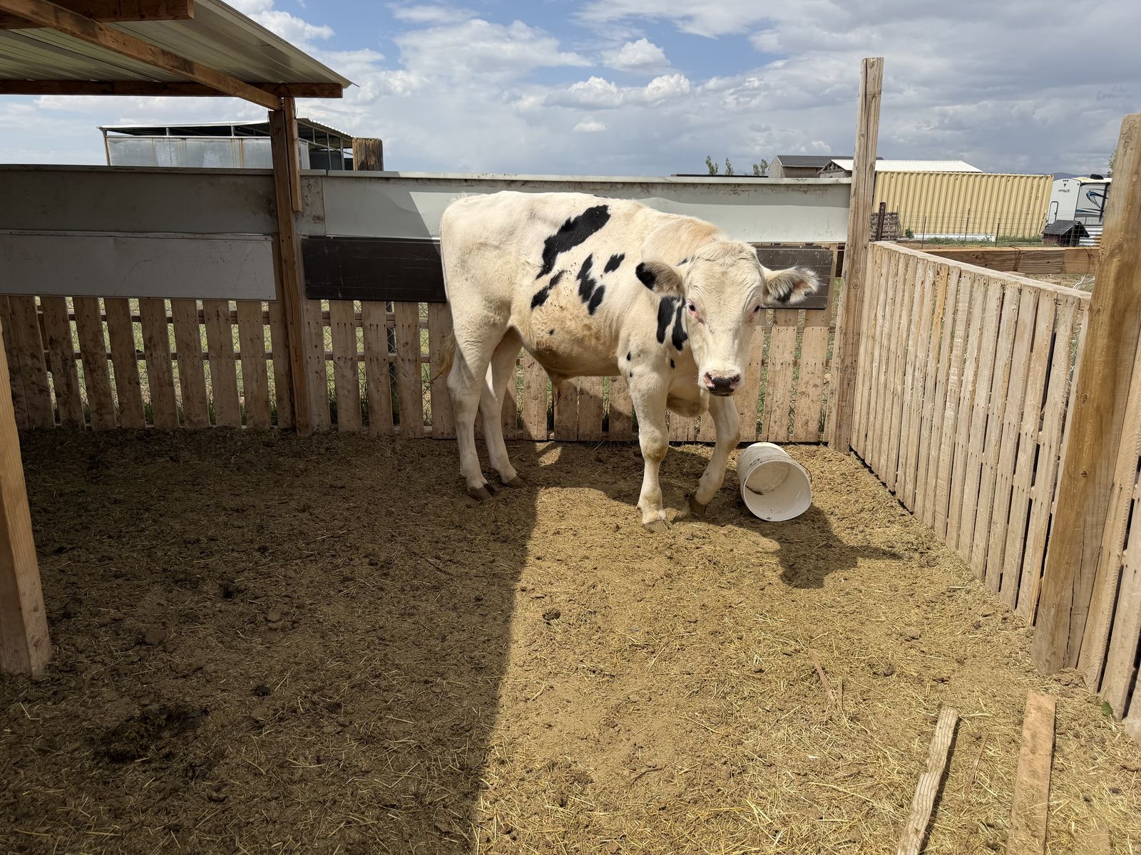 Bull for sale