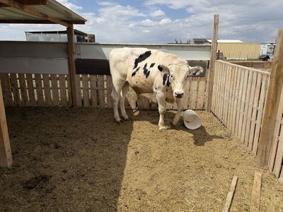 Bull for sale