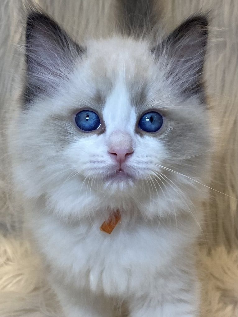 GORGEOUS PAPERED PUREBRED RAGDOLL KITTENS