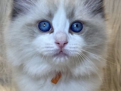 GORGEOUS PAPERED PUREBRED RAGDOLL KITTENS