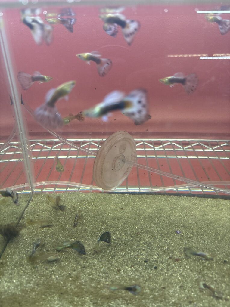 Fancy Guppies For Sale Diferent Color And Price