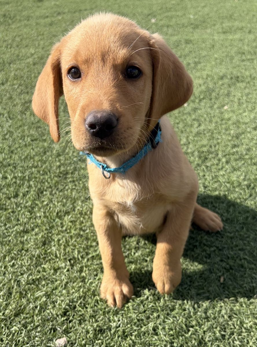 AKC Red Fox/Yellow Male Labrador Retriever