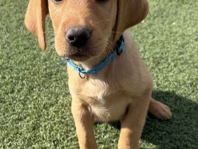 AKC Red Fox/Yellow Male Labrador Retriever