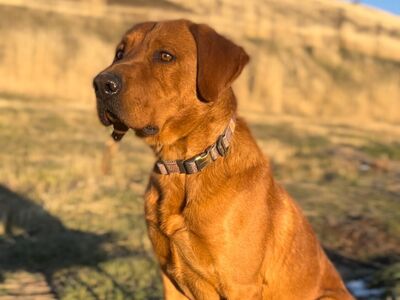 AKC Fox Red Lab Stud