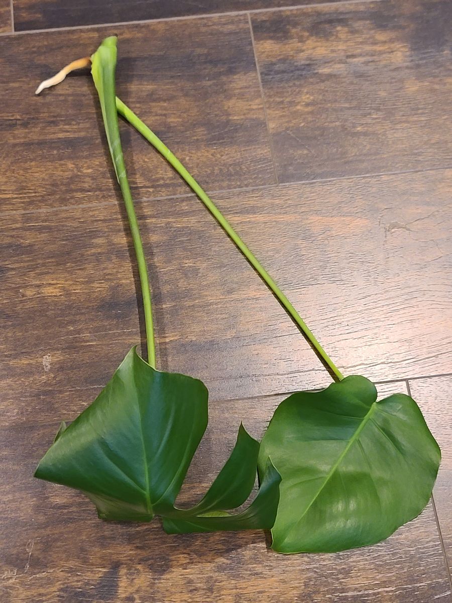 Monstera Deliciosa Start/cutting