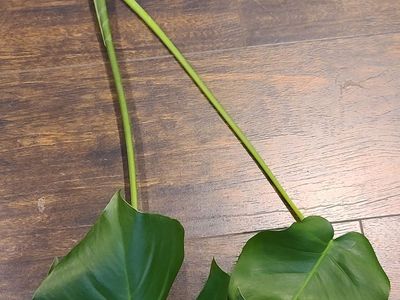 Monstera Deliciosa Start/cutting
