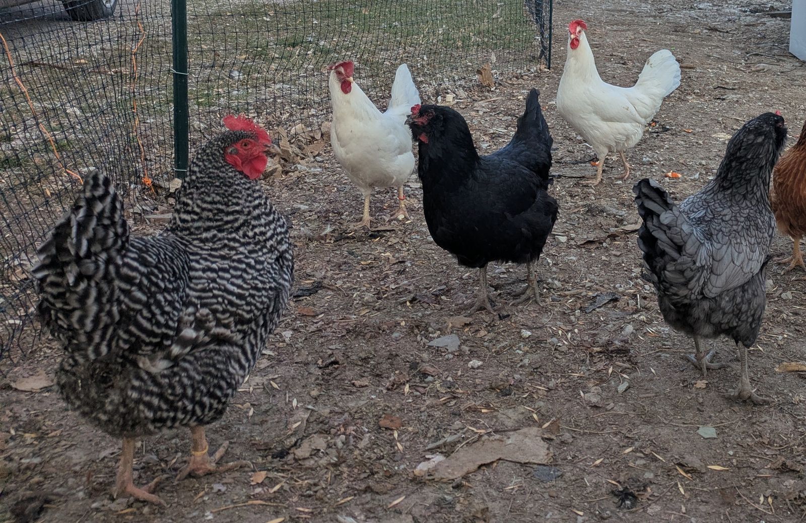 Five Laying Hens