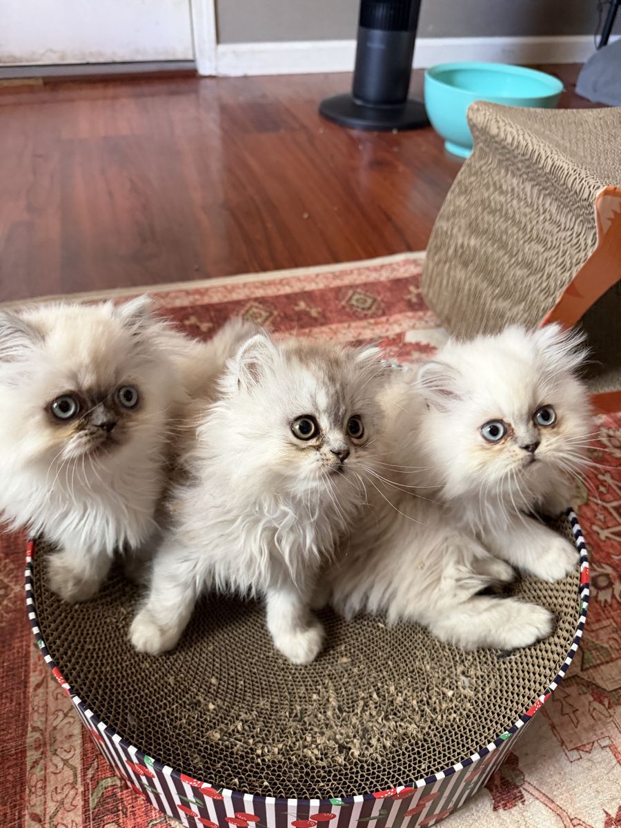 Adorable Persian Kittens!