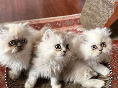 Adorable Persian Kittens!