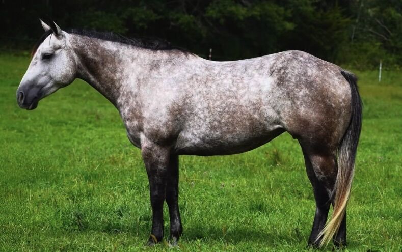 2020 Aqha Mare
