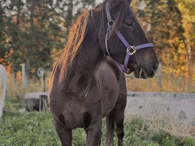 Coming 4 year old mustang mare