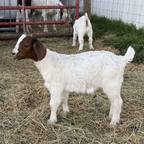 4-H / FFA / Show Fair Goats