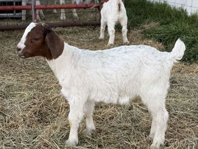 4-H / FFA / Show Fair Goats